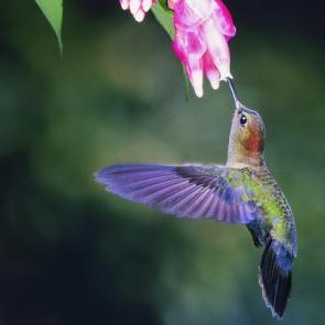 hummer